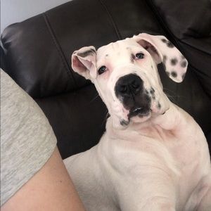 Meet your Posher, Bailey